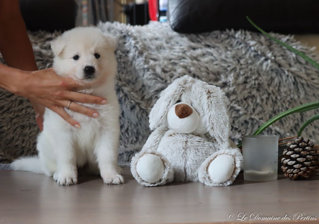 du Domaine Des Pertins - Chiot disponible  - Berger Blanc Suisse