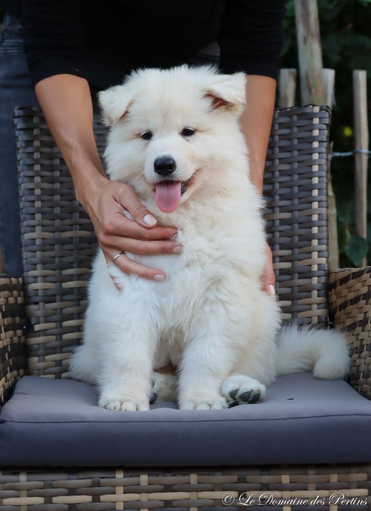 du Domaine Des Pertins - Chiot disponible  - Berger Blanc Suisse