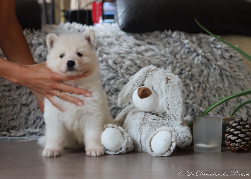 du Domaine Des Pertins - Chiot disponible  - Berger Blanc Suisse