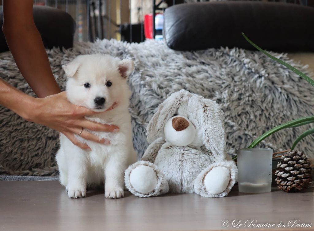 du Domaine Des Pertins - Chiot disponible  - Berger Blanc Suisse