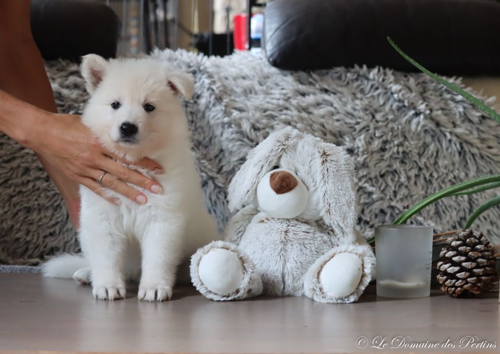 du Domaine Des Pertins - Chiot disponible  - Berger Blanc Suisse