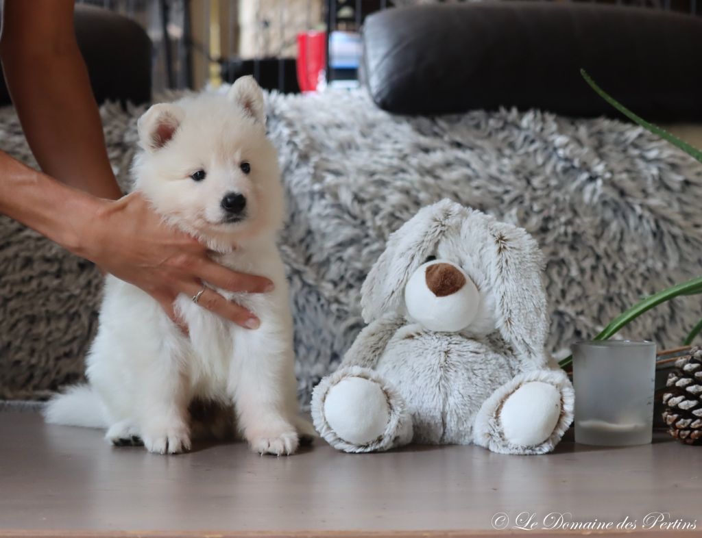 du Domaine Des Pertins - Chiot disponible  - Berger Blanc Suisse