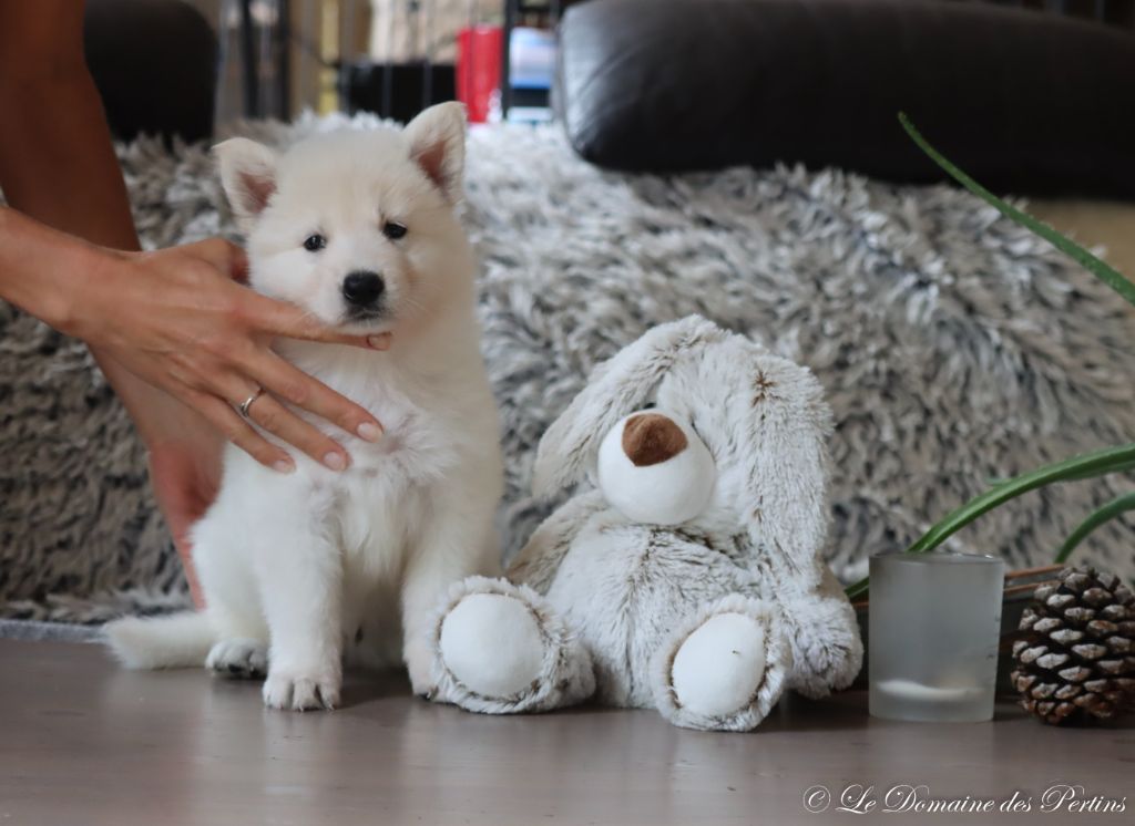 du Domaine Des Pertins - Chiot disponible  - Berger Blanc Suisse