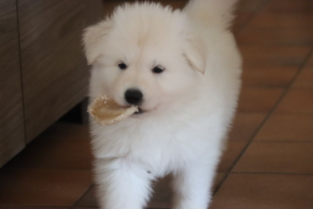 du Domaine Des Pertins - Chiots disponibles - Berger Blanc Suisse