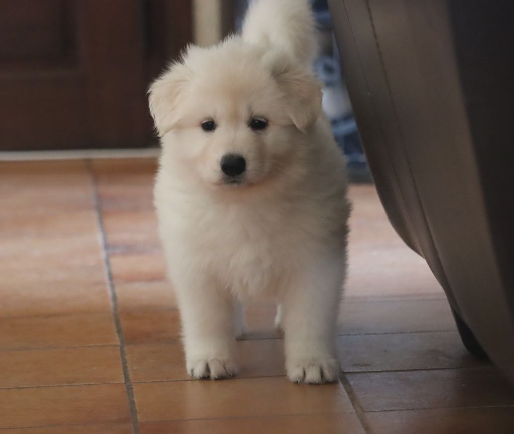 du Domaine Des Pertins - Chiots disponibles - Berger Blanc Suisse