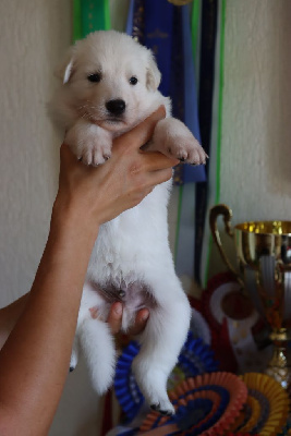 CHIOT 2