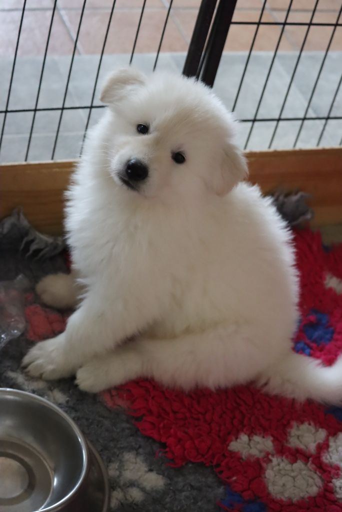 du Domaine Des Pertins - Chiots disponibles - Berger Blanc Suisse