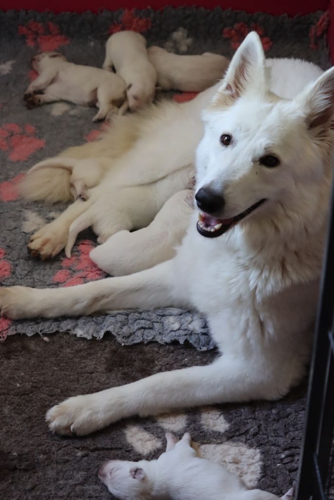 Chiot Berger Blanc Suisse du Domaine Des Pertins